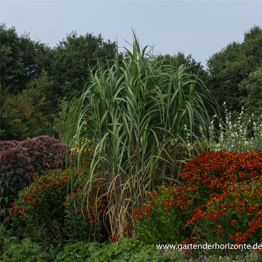 Hohes Garten-Chinaschilf 'Aksel Olsen'
