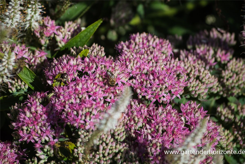 Prächtiges Garten-Fettblatt