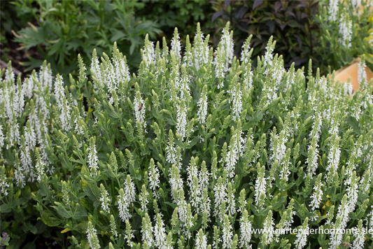 Garten-Blüten-Salbei 'Schneehügel'