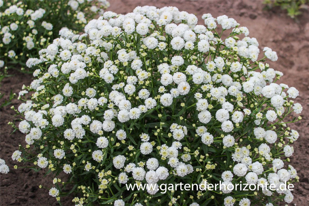 Garten-Bertrams-Garbe 'Diadem'