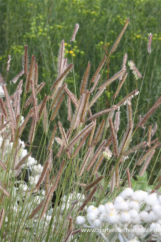 Bouteloua gracilis