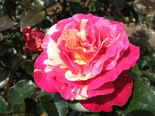 Edelrose 'Brocéliande'®