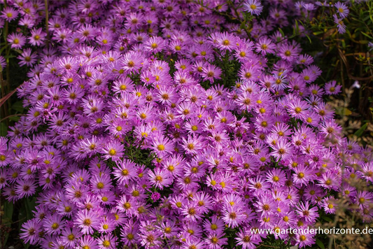 Kissen-Aster