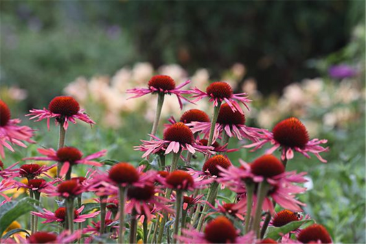 Garten-Scheinsonnenhut 'Sunrise'®