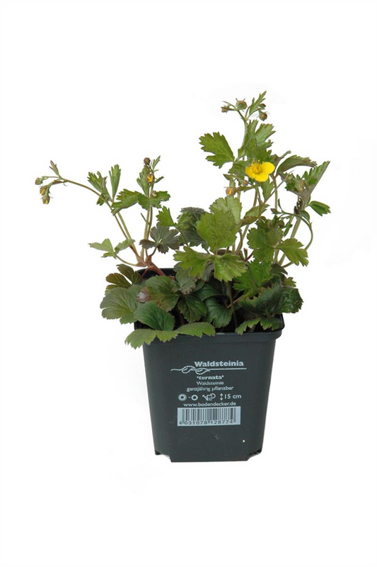 Waldsteinia ternata, 12er Set