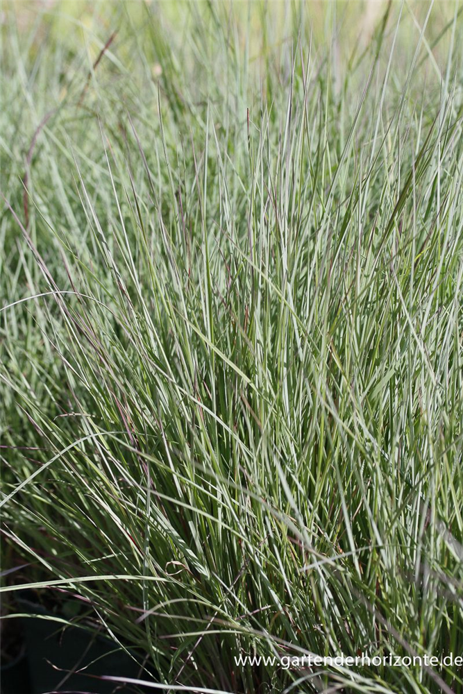 Blaugraues Garten-Präriegras 'Prairie Blues'