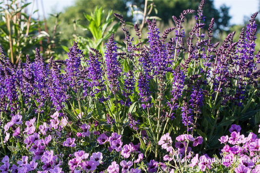 Garten-Blüten-Salbei 'Mainacht'