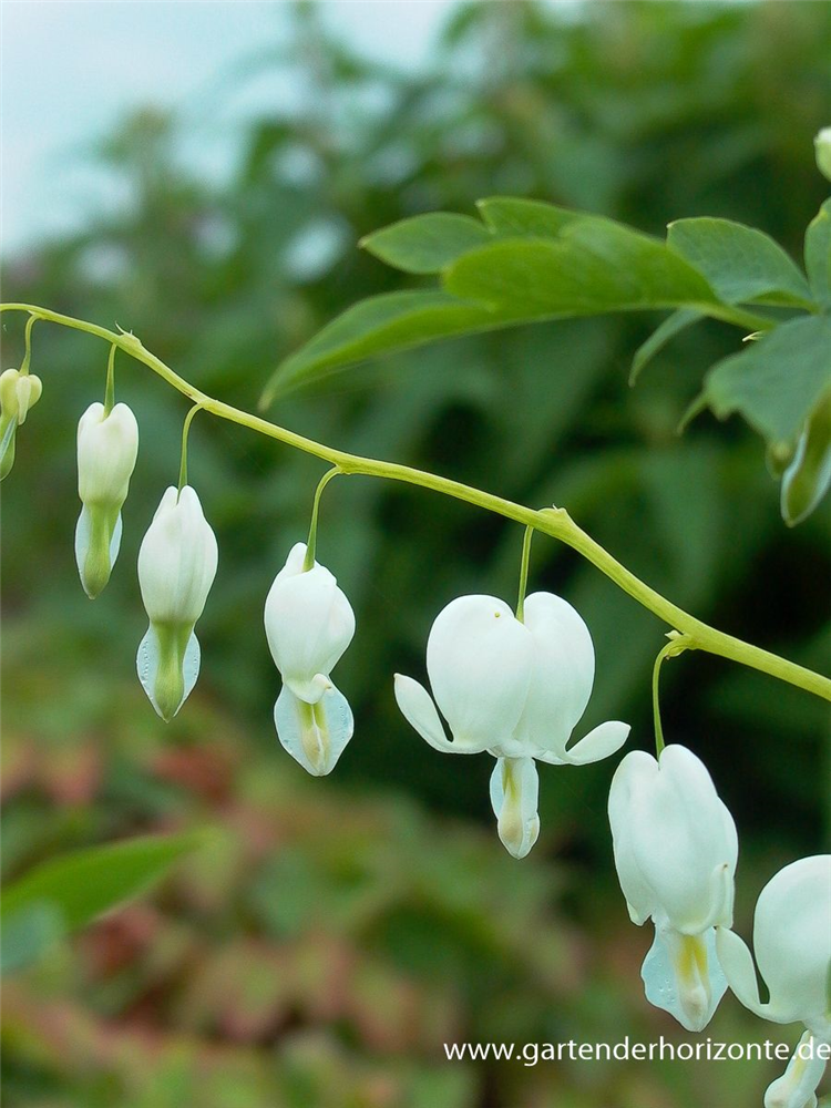 Hohe Garten-Herzblume 'Alba'