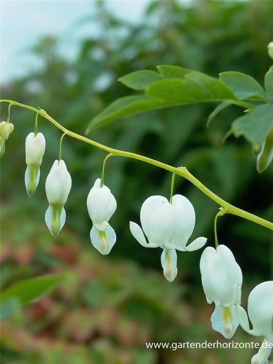 Hohe Garten-Herzblume 'Alba'