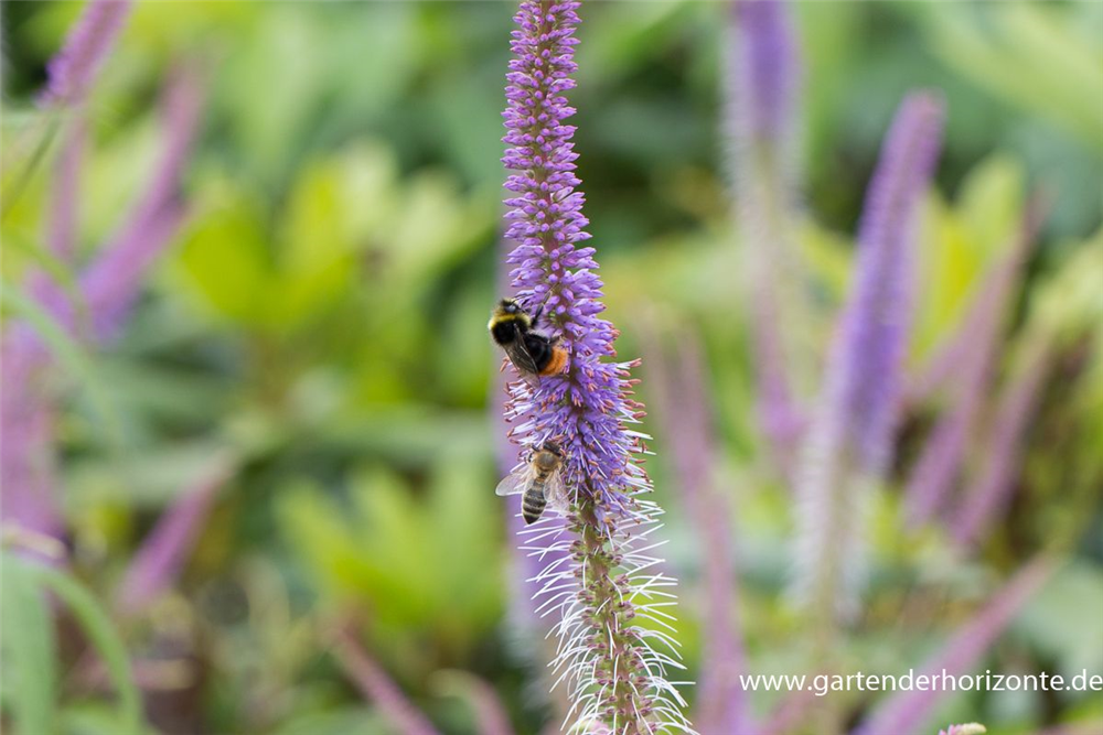 Garten-Kandelaberehrenpreis 'Fascination'
