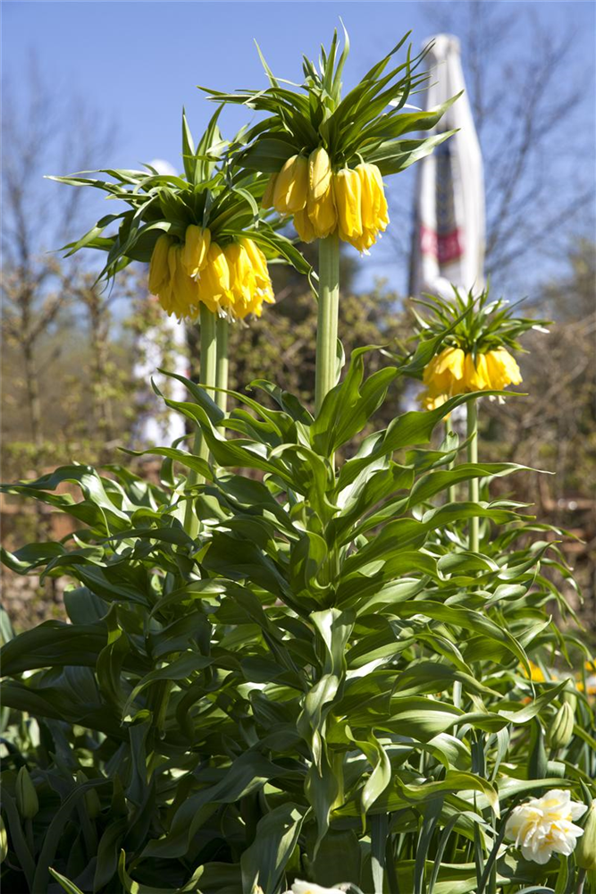 Kaiserkrone 'Lutea' - Blumenzwiebel