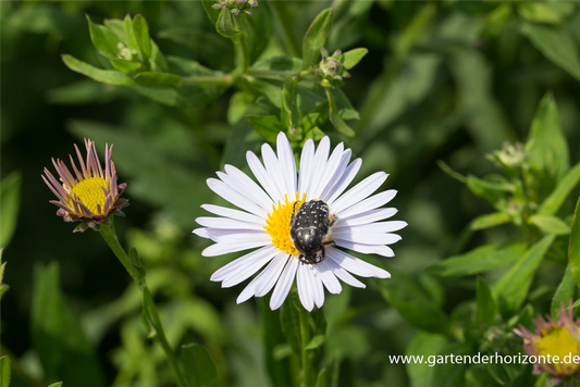 Garten-Schönaster 'Madiva'