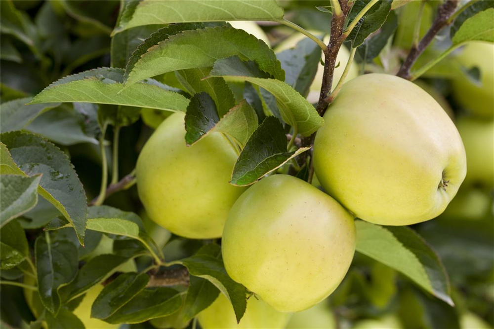 Apfel 'Golden Delicious'