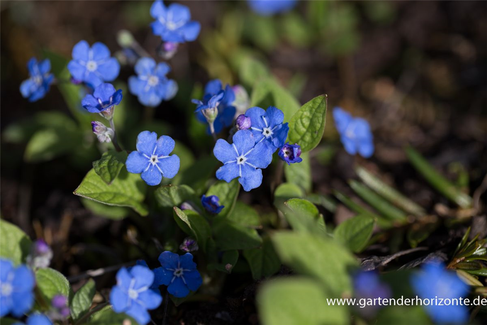 Frühlings-Gedenkemein