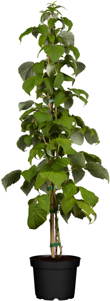 Himbeere 'Schönemann'