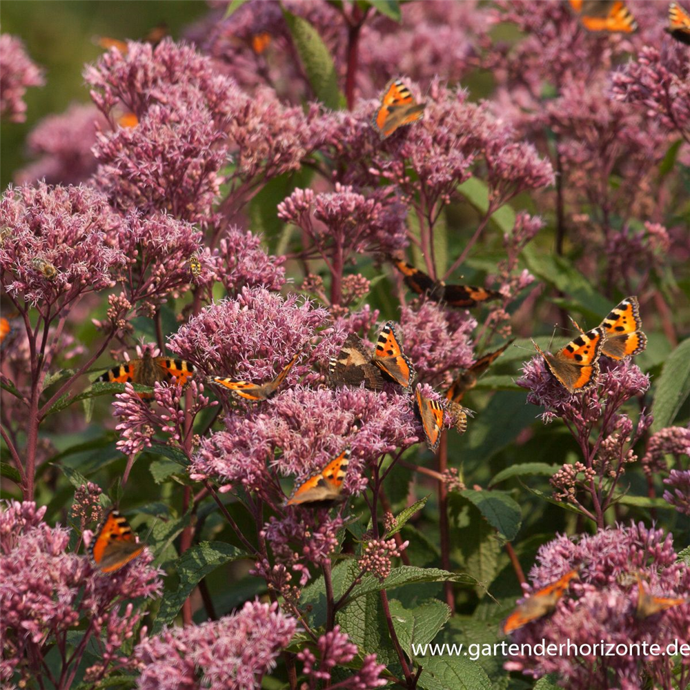 Großer Garten-Wasserdost 'Glutball'