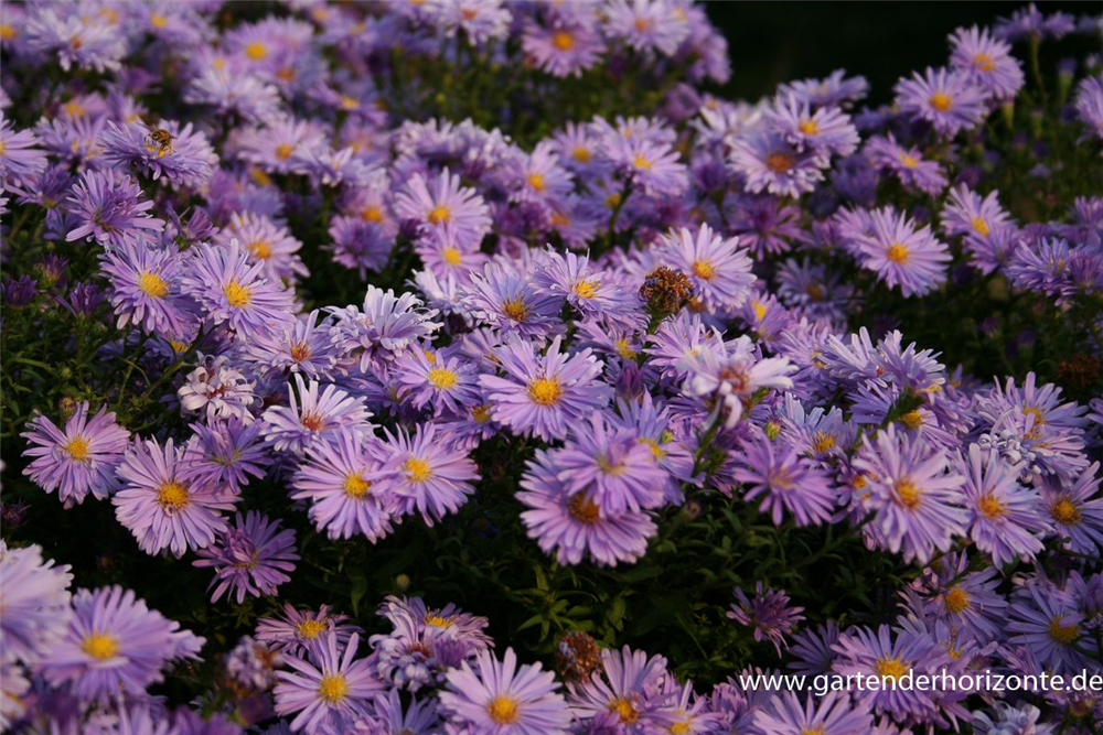 Kissen-Aster
