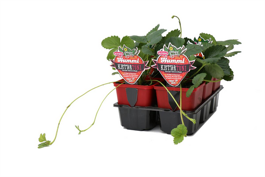 Hummi ® KletterToni, 6er Set