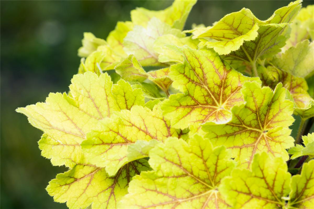 Garten-Purpurglöckchen 'Electra'®