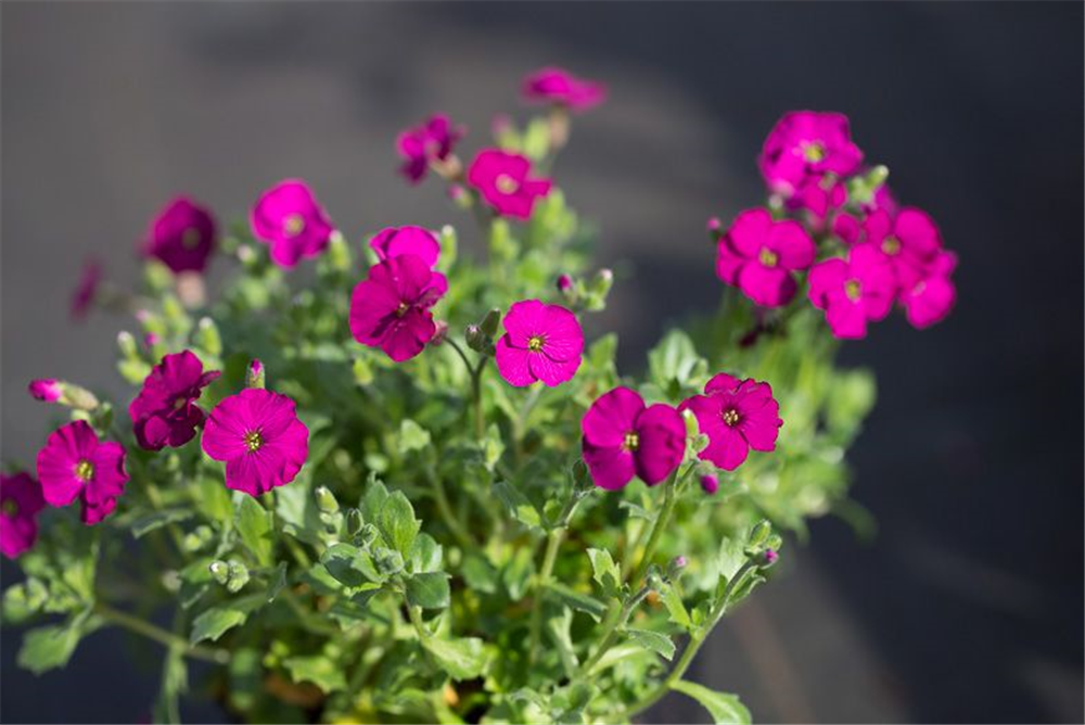 Aubrieta x cult.'Regado Red'