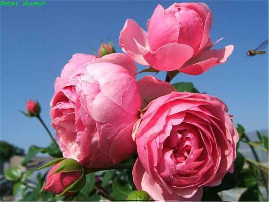 Beetrose 'Pomponella'®