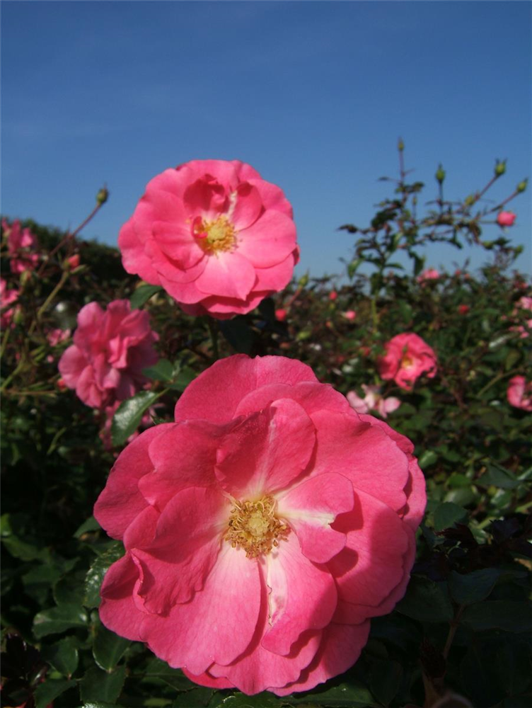 Bodendeckerrose 'Mirato'®