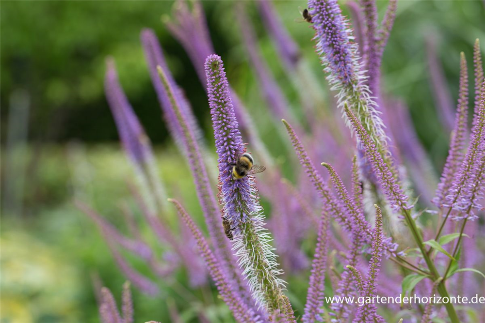 Garten-Kandelaberehrenpreis 'Fascination'