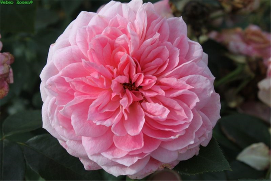 Beetrose 'Kurfürstin Sophie'®