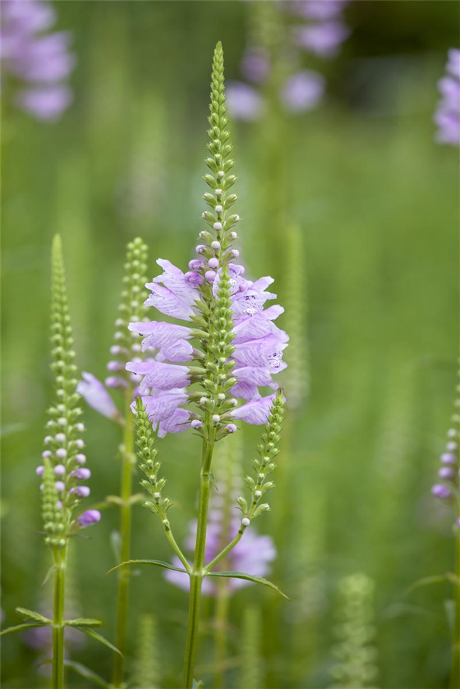 Gelenkblume