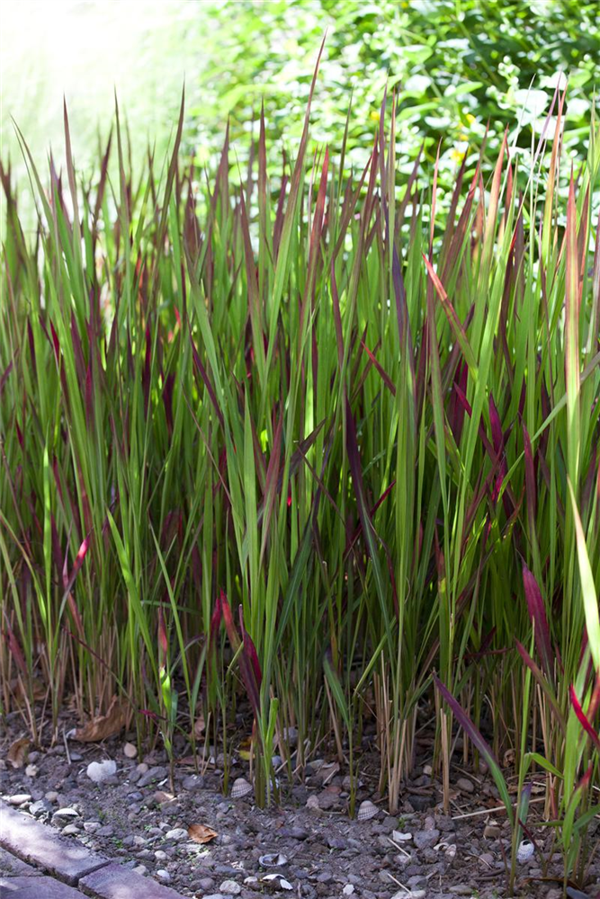 Imperata cylindrica var.koenig.'Red Baron'
