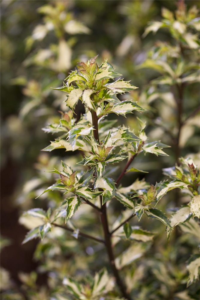 Stechpalme 'White Cream'