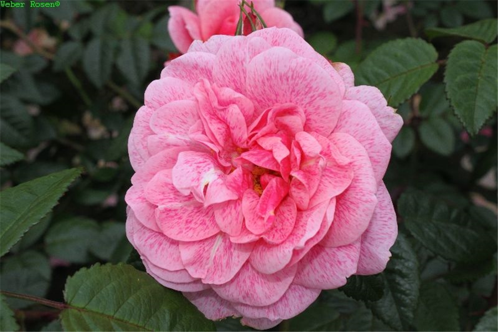 Kletterrose 'Camelot'®
