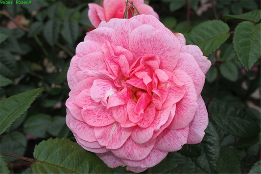 Kletterrose 'Camelot'®