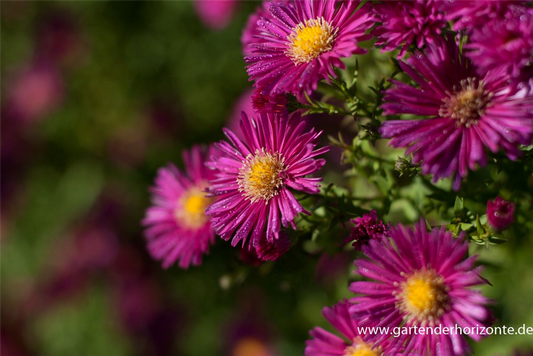 Garten-Glattblatt-Aster 'Crimson Brocade'