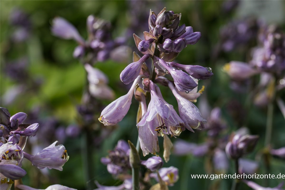 Hosta x tardiana 'Halcyon'
