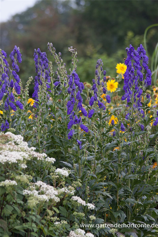 Hoher Herbst-Eisenhut