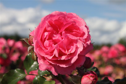 Beetrose 'Moin Moin'®