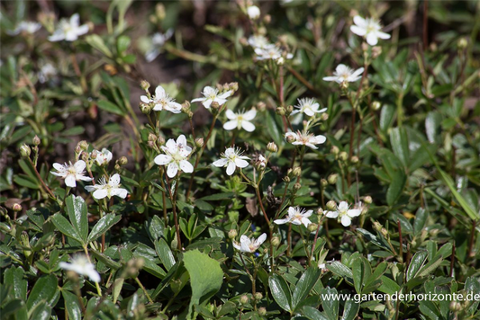 Fingerstrauch 'Nuuk'