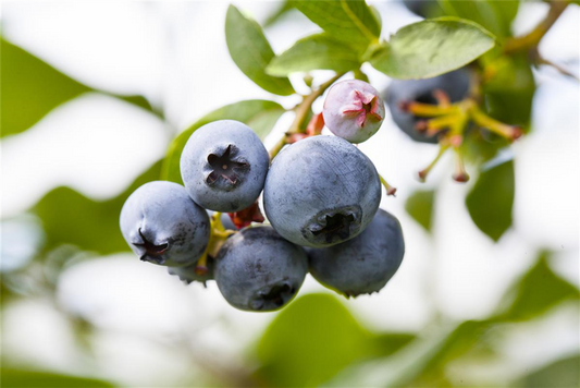 Vaccinium corymbosum 'Patriot'