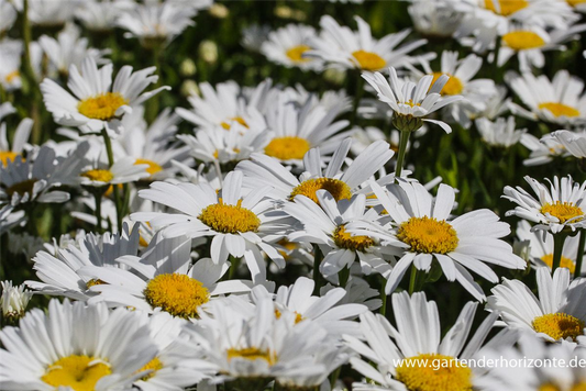 Großblumige Garten-Margerite 'Gruppenstolz'