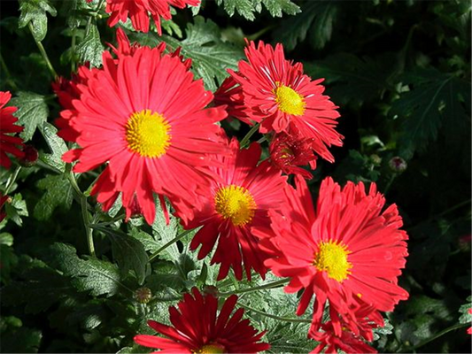 Chrysanthemum x hort.'Vesuv'