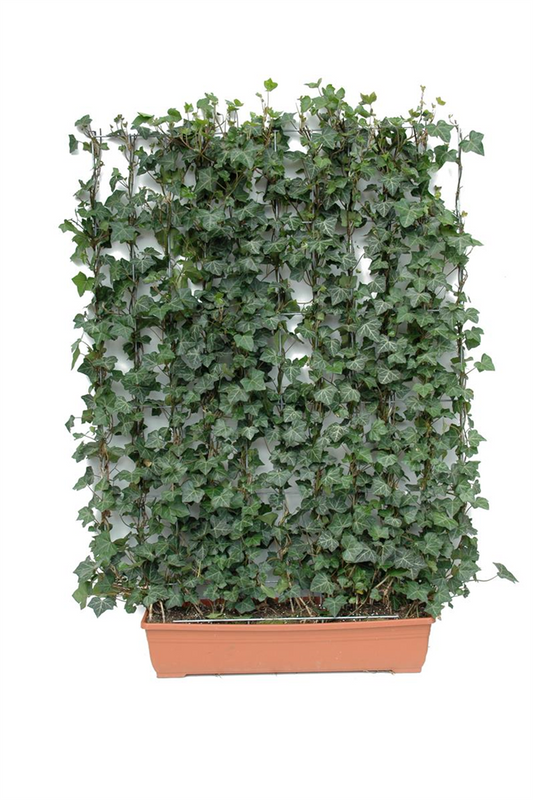 Hedera helix 'Woerneri', Hecke am laufenden Meter