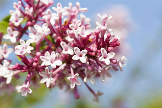 Syringa 'Redwine'