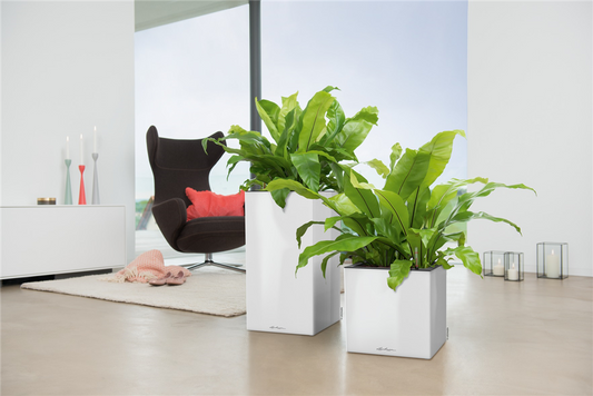 LECHUZA CANTO Premium 40 high