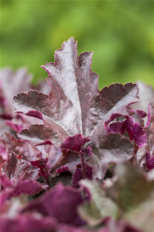 Heuchera x cult.'Chocolate Ruffles'  -R-