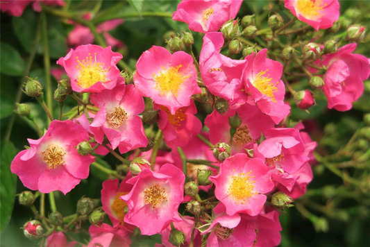 Kletterrose 'Maria Lisa'