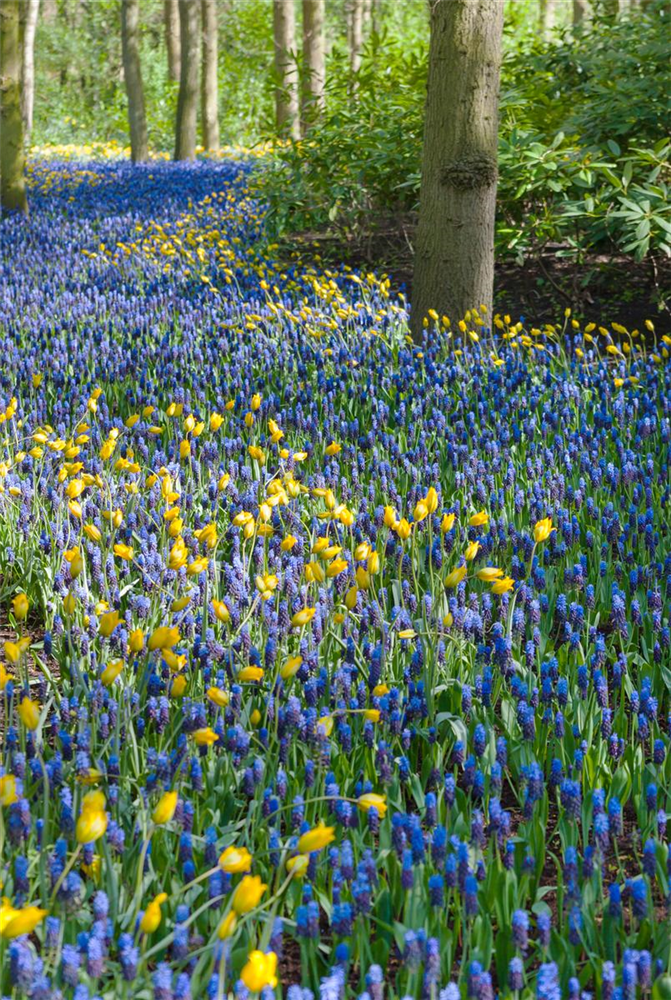 Breitblättrige Traubenhyazinthe - 10 Blumenzwiebeln