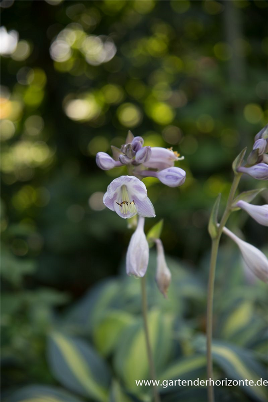 Hosta x tardiana 'June'  -R-