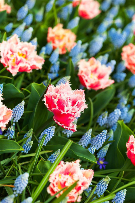 Tulpe 'Queensland' - 7 Blumenzwiebeln