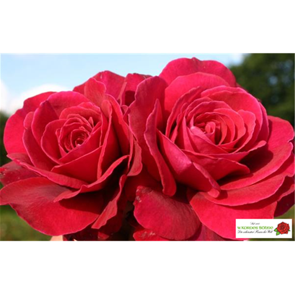 Edelrose 'Bellevue'®